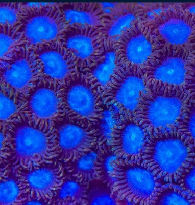 -CC- Live Coral 2-3 Polyps Tubbs Blue Zoanthid Frag Reef Tank
