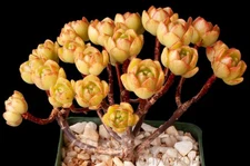 Aeonium 'Halloween Firefox'