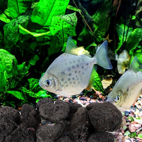 1 Packung Aquarium-Vulkangestein-Dekorationen, Vulkangestein für Pflanzen, - Bild 4 von 12