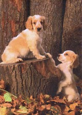 Cocker Spaniel   * Postkarte  *  Postcard  # 47