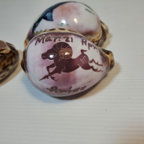 Vintage Souvenir Carved Tiger Cowrie Shells Fiji, Aries, Tathra Warf Home Décor - Picture 17 of 18