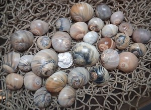 Bulk Lot Of True Sea Shells