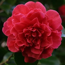 ( 1 ) - Kramers Supreme Red Camellia Japonica - Starter Plant ( 4L ) ( 1 plant )