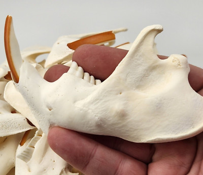 Real Beaver Half Jaws - A Grade Generic - Castor canadensis - USA 