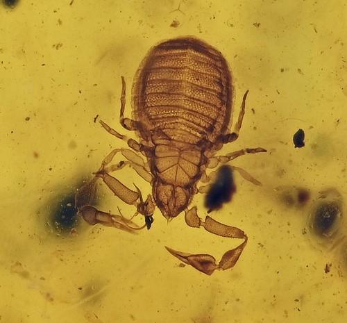 Detailed Pseudoscorpion - Fossil Insect Inclusion in Burmese Amber - 第 1/6 張圖片