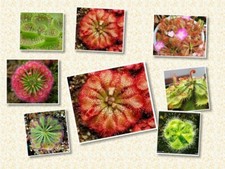 Fleischfressende Pflanzen Sonnentau Samen --- Mix PO.