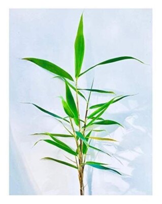 Winterharter Heckenbambus -Fargesia yunnanensis- 10 Samen Bambus | eBay.de