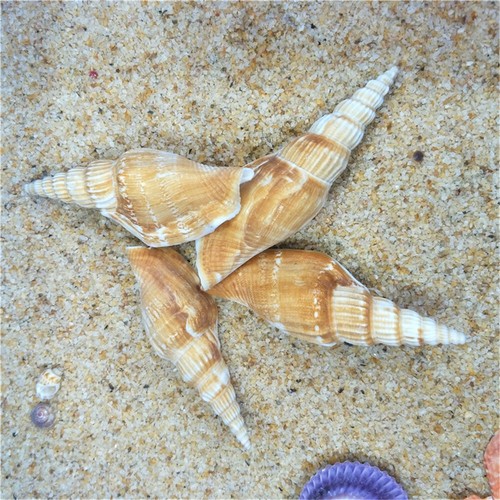 10 Stück Natur Muschel Spirale Muschel Muschel Meeresschnecke Aquarium Basteln Deko 6-9 cm - Bild 3 von 5