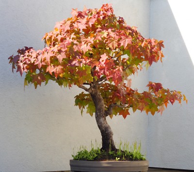 SAMEN Wintergarten Terrasse Exot der AMBER Baum als wunderschner Bonsai  Baum | eBay.de