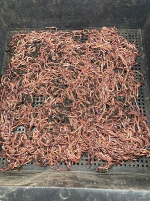 50+ Red Wiggler Worms  Cocoons/Babies/Breeding/Composting - Save Our Planet!  