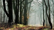Landscape nature trees forest leaves fall plants path Custom Gaming Mat Desk