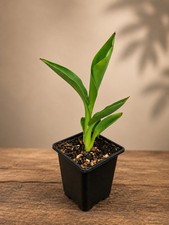 Canna Lily Tropical Red Plant 9cm Pot Exotic Garden Patio