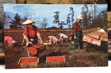 Massachusetts MA Cape Cod Harvesting Cranberries Postcard Old Vintage