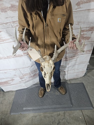 #ad Wild 10 Point Whitetail Deer Antler Rack Horn Skull European Mount Man Cave 121quot; $104.00