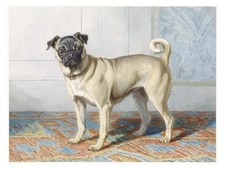 Pug Portrait Classic Poster Charming Wall Art Living Room Decor