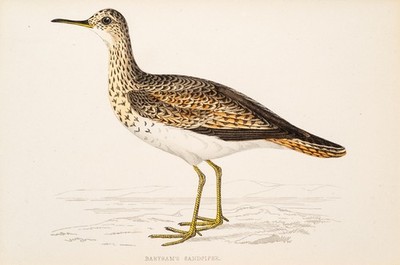 Prärieläufer Bertram's Sandpiper Holzstich mit Passepartout handkoloriert 1891
