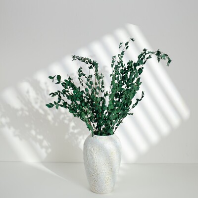 Eucalyptus parvifolia grün, konserviert, 5-10 Stiele, 100g
