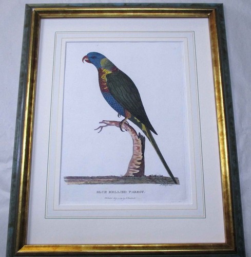 Australian fauna. Antique Parrot. 1789.