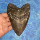 MEGALODON SHARK TOOTH 5.86” HUGE TEETH MEG SCUBA DIVER DIRECT FOSSIL NC 9951