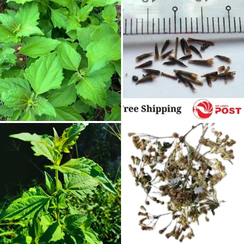 Calea Zacatechichi Lucid Dream Herbal Plant Seeds 1000