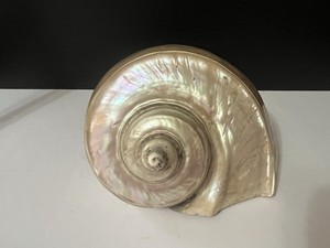 Large Vintage Mother of Pearl Turbo Marmoratus Seashell Turban Shell