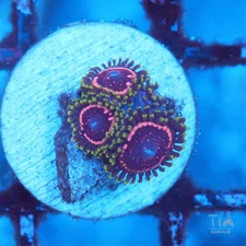 WWC Tasers Zoanthids - NOT WYSIWG | Live Softies Coral | Aquacultured