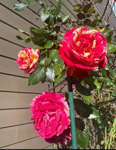 Daring Spirit Hybrid Tea Rose - Thumbnail 3