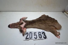 WHITETAIL DEER CAPE 7.5x19x20x21+ (SALTED)