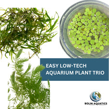 Easy Low-Tech Plant Trio: Guppy Grass, Hornwort Salvinia Minima Beginner Plants