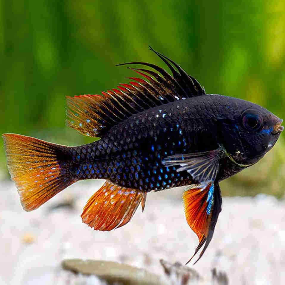 Living color tropical shop fish