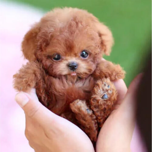 Milow Robot Puppy Walking Toy Dog Robot Puppy Interactive Plush Robot Dog Toys - Picture 3 of 16