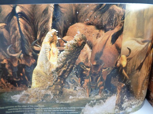 National Geographic Great Migrations Special Limited Collectors Book & DVD Set - Picture 5 of 8