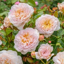 Englische Rose Emily Bronte ® , Ausearnshaw ® David Austin , 2018 - Co. 5 L