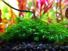 Fissidens Fontanus Phoenix Moss Aquarium Plants 2x2 Inch