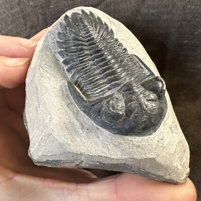 Hollardops Trilobit Fossil. Mitteldevon. Alnif, Marokko 