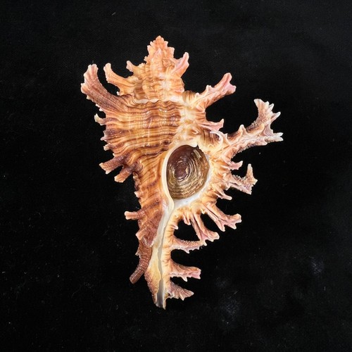 Chicoreus spectrum, Brazil, 92,8mm, F+, NICE SPINES!!! - Picture 3 of 7