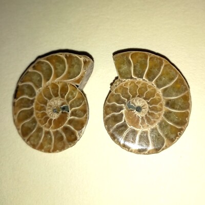 Mini Ammonit Paar – Versteinerte Ammoniten, 30–40 Mm Groß, Aus Madagaskar