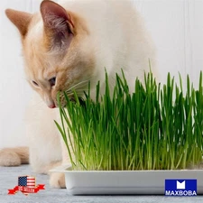 240 Cat Grass Seeds - Wheatgrass (Organic) Non-GMO Heirloom