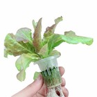 50 Pcs Pflanzgefäß Hydrokultur Hydrokultur-netztöpfe Anzuchttöpfe