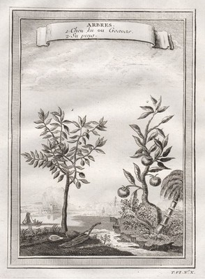 Guave Pflaume plum guava tree Baum China Asia Kupferstich engraving botany 1750