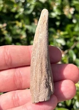 Florida Fossil Deer Antler 2.94” Mammal Ice Age Pleistocene Bones Odocoileus