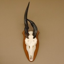 Eland Skull Trophy Abnormal Height 88 CM Horn Length 62 Antelope Shield