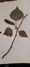 3 pressed leaves from 1970's
