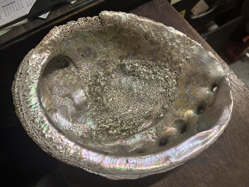 Deep Heavy GIANT Trophy Pacific Red Abalone Shell 10" x  7 1/2" Vintage