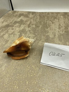 Fighting Conch Shell from Southwest Florida - 3”