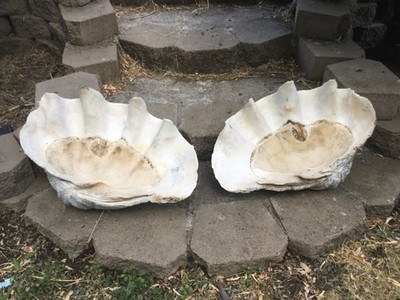 Giant Clam Shell pair