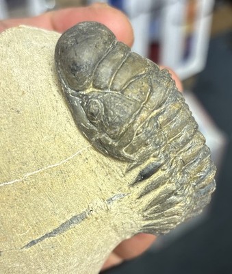 Colorful Crotalocephalus trilobite fossil Devonian Top quality 