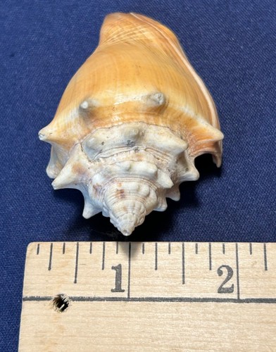 SMALL CONCH SHELLS - LOT OF 2 - EXCELLENT COLOR - BOTH 2.5” LONG - BEAUTIFUL! - Picture 7 of 11