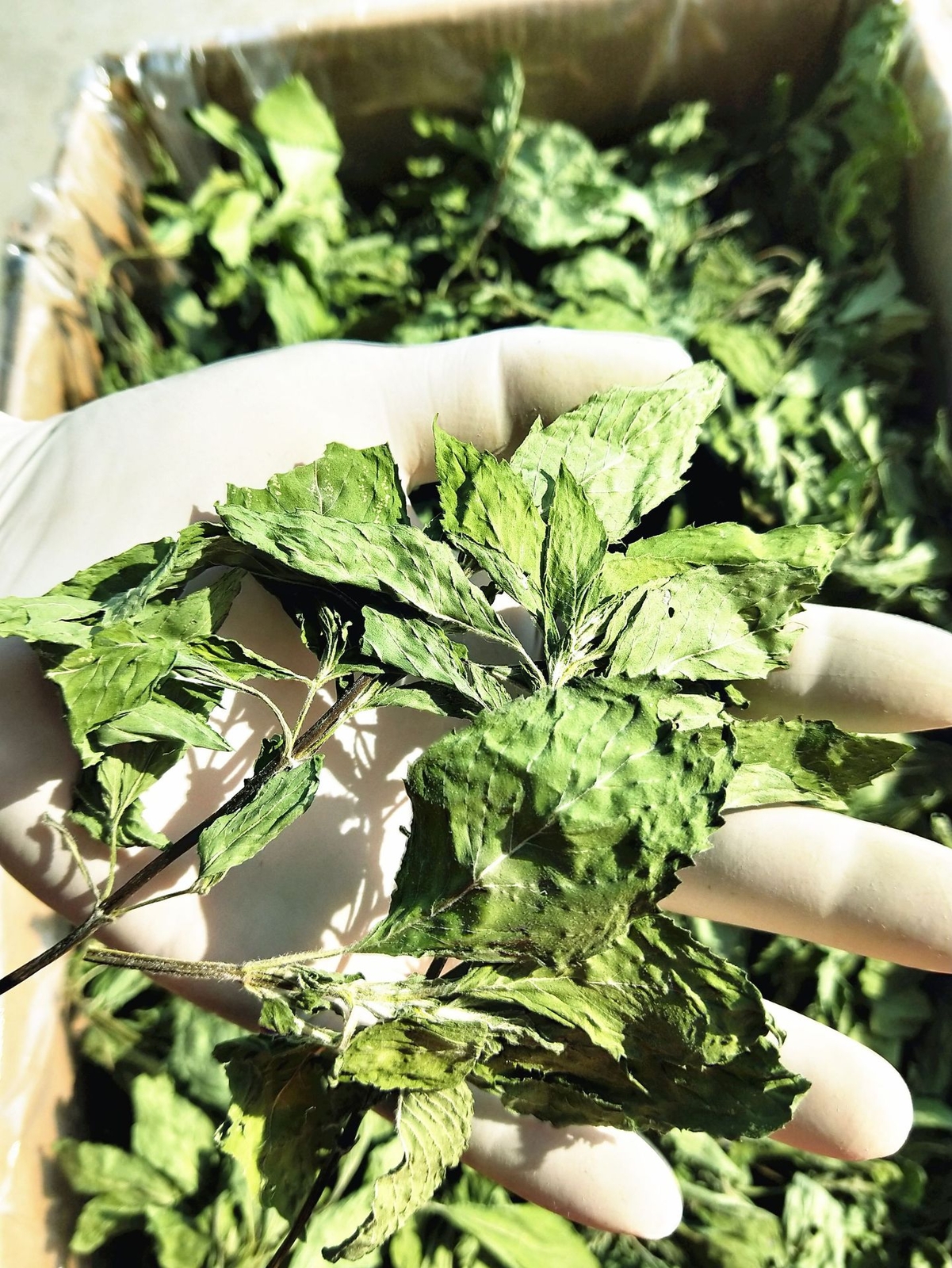 Hojas de menta nuevas como nuevas hojas de menta gránulos té flor té 17,6 oz