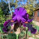 Tall Bearded Iris Rhizome "LOCAL COLOR"  Keith Keppel  1996  AWARDS! — photo 2